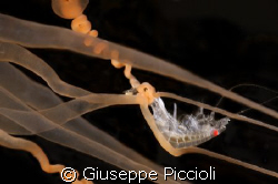 Night  shot onto a sand anemone tentacles catching a micr... by Giuseppe Piccioli 